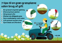 7 tips til grøn græsplæne